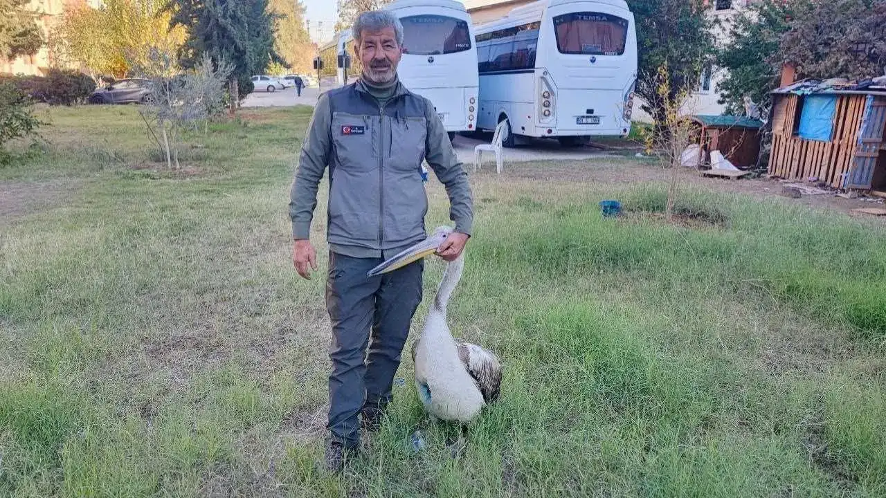 Adana’da Yaralı Pelikanın Tek Güvendiği Kişi Bakıcısı! 3